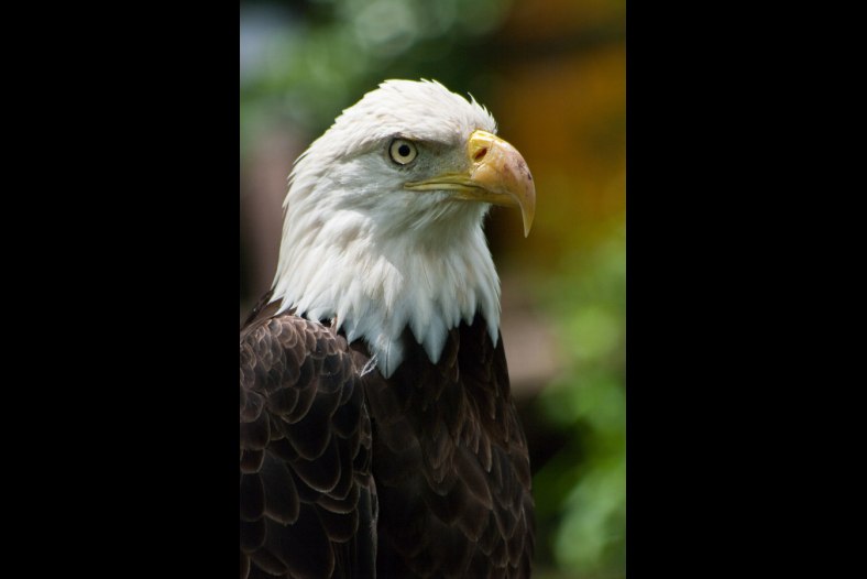 Regal Eagle